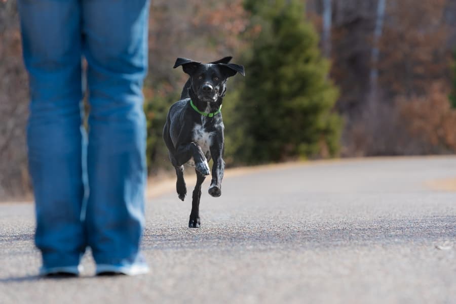 Off lead shop dog training